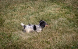Miniature Dachshund dogs for sale: Maverick - Image 7