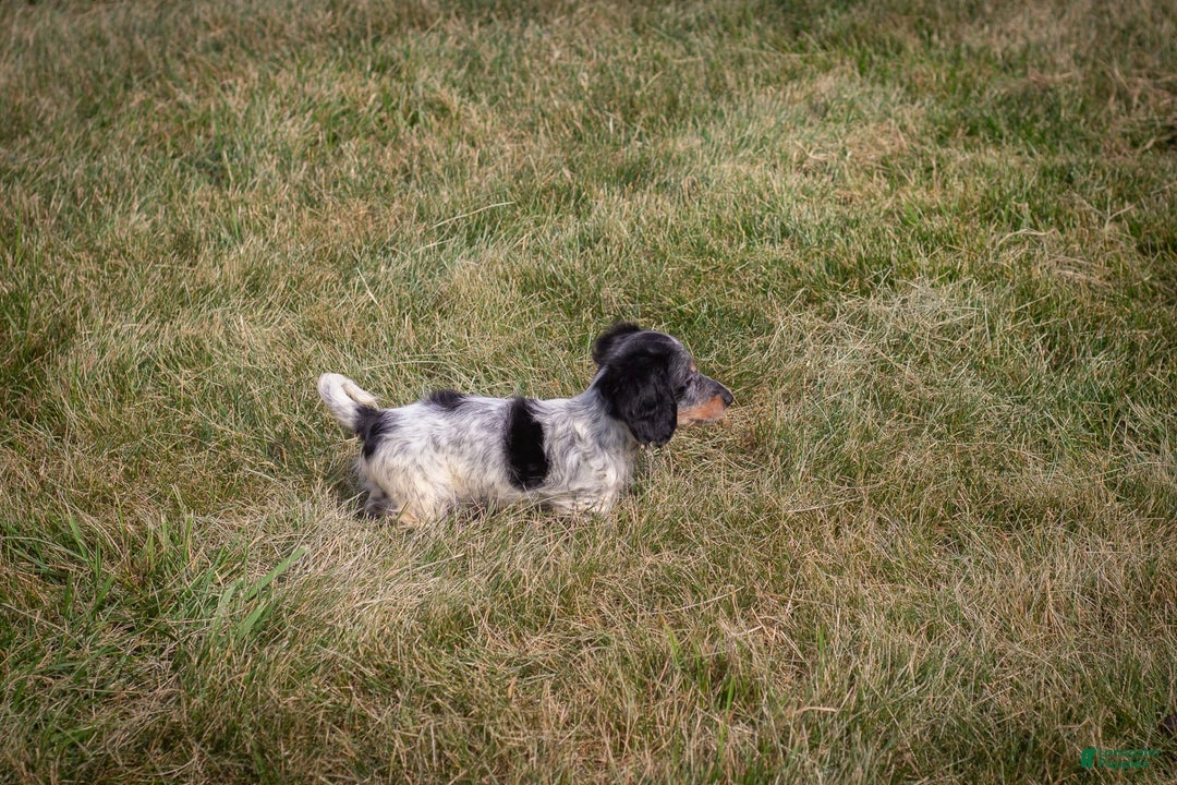 Miniature Dachshund dogs for sale: Maverick - Image 7