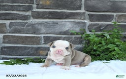 Olde English Bulldogge dogs for sale: Coby - Image 4
