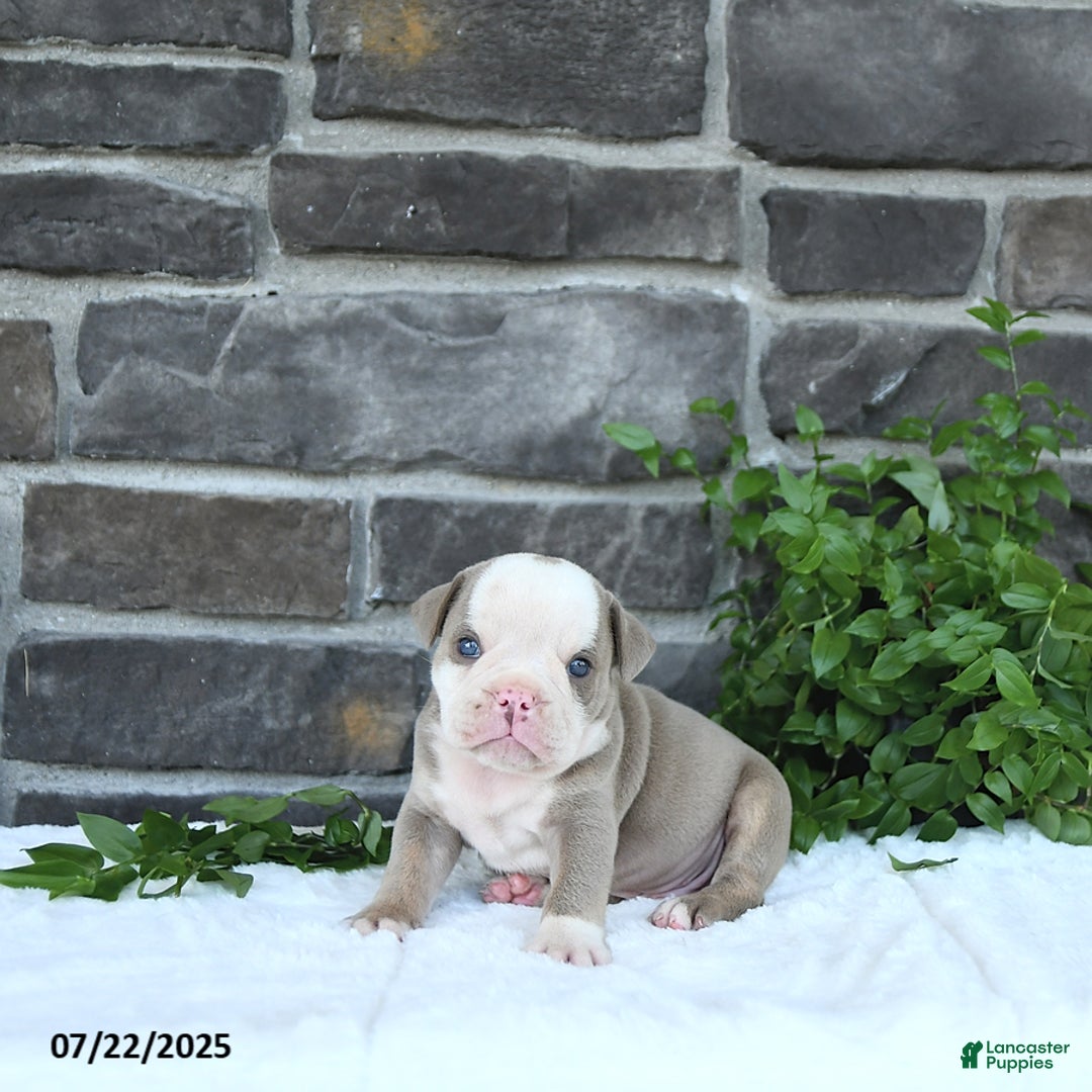Olde English Bulldogge dogs for sale: Coby - Image 4