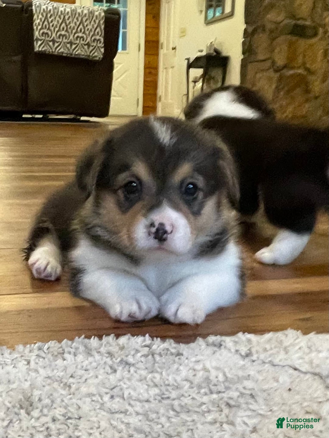 Welsh Corgi Pembroke dogs for sale: Mitzy - Image 8