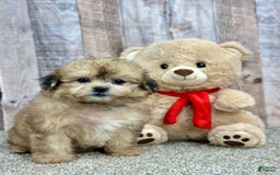 Shihpoo dogs for sale: Peaches - Image 2