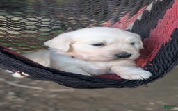Golden Retriever dogs for sale: Scarlet - Image 1