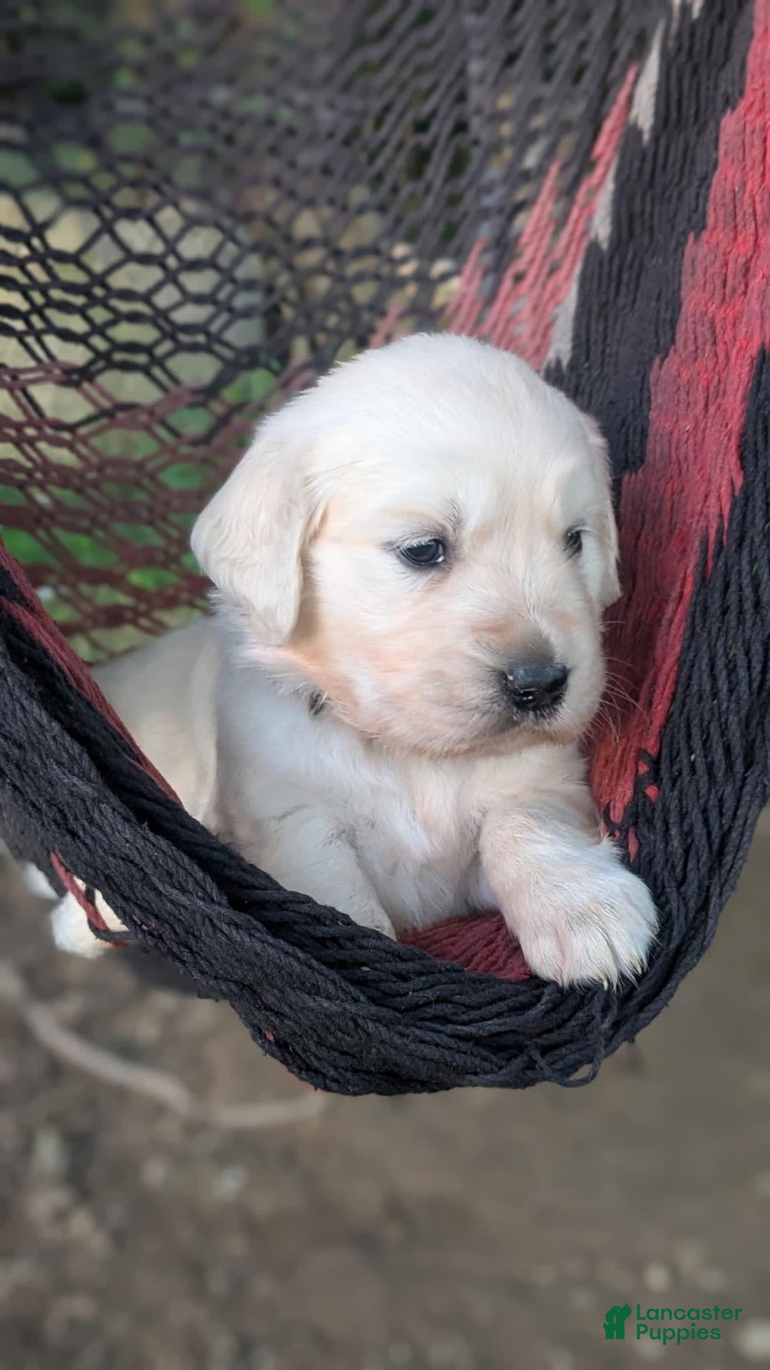 Golden Retriever dogs for sale: Scarlet - Image 1