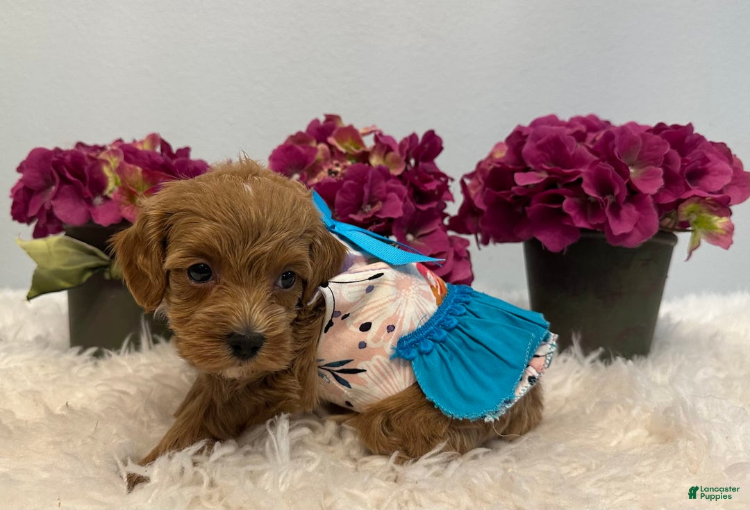 Maltipoo dogs for sale: Indie - Image 3