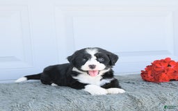Miniature Bernese Mountain Dog dogs for sale: Mallory - Image 2