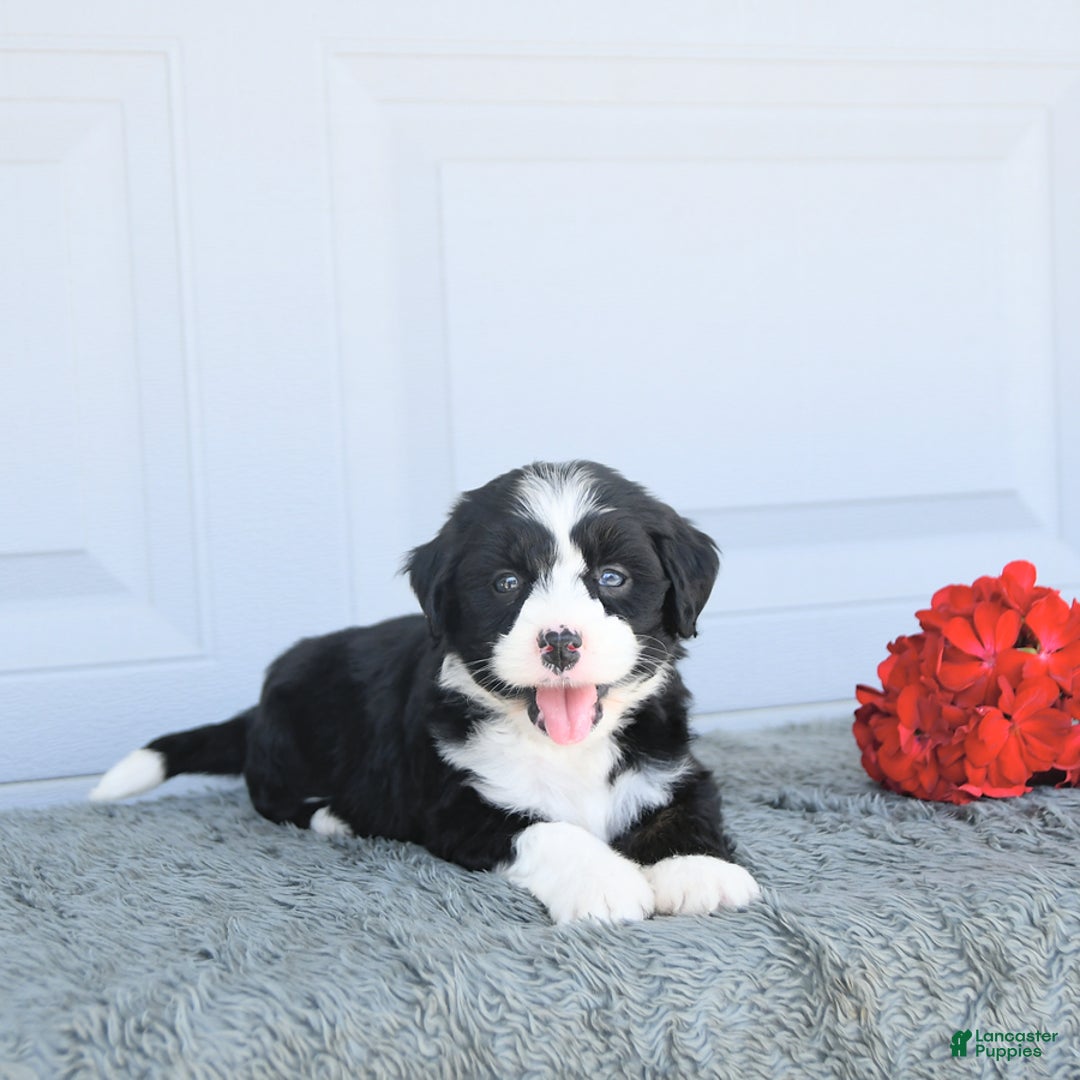 Miniature Bernese Mountain Dog dogs for sale: Mallory - Image 2