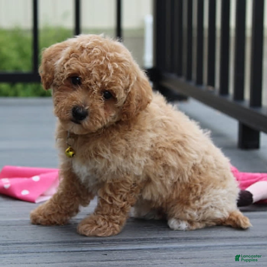 Bichpoo dogs for sale: Addison - Image 6