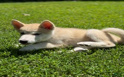 categoriesInfo:categoryAttributeOptions.pets.dogs.breed.akita dogs for sale: Champ - Image 17
