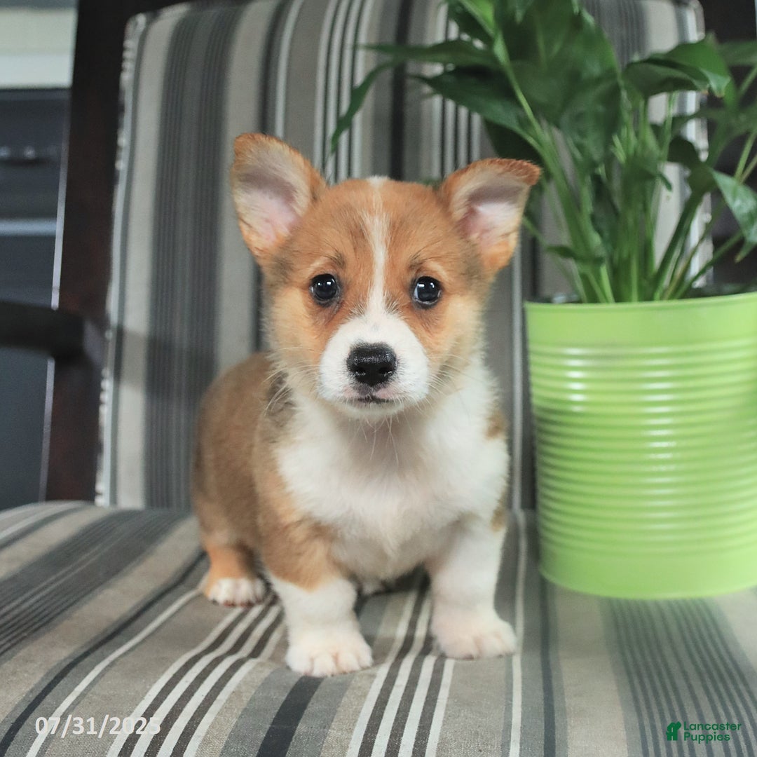 Welsh Corgi Pembroke dogs for sale: Tucker - Image 2