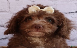 Cockapoo dogs for sale: Bailey - Image 16