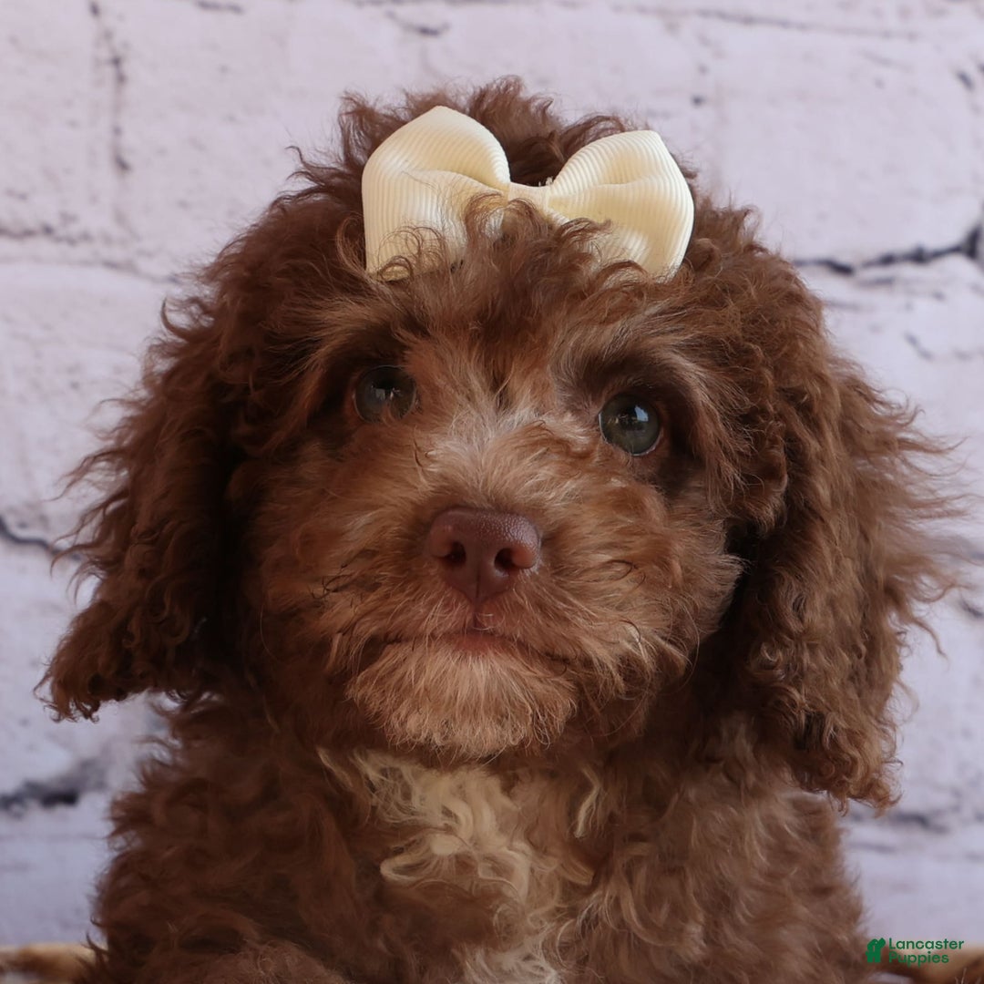 Cockapoo dogs for sale: Bailey - Image 16