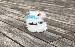 Yorkshire Terrier dogs for sale: Daniel - Image 9