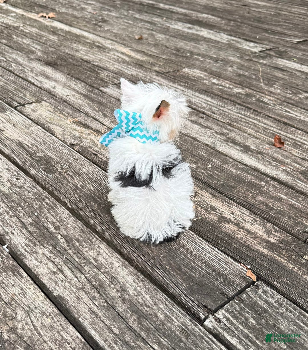Yorkshire Terrier dogs for sale: Daniel - Image 9