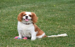 Cavalier King Charles Spaniel dogs for sale: Remi - Image 6