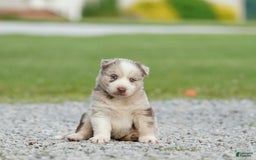 Gerberian Shepsky dogs for sale: Lawson - Image 1