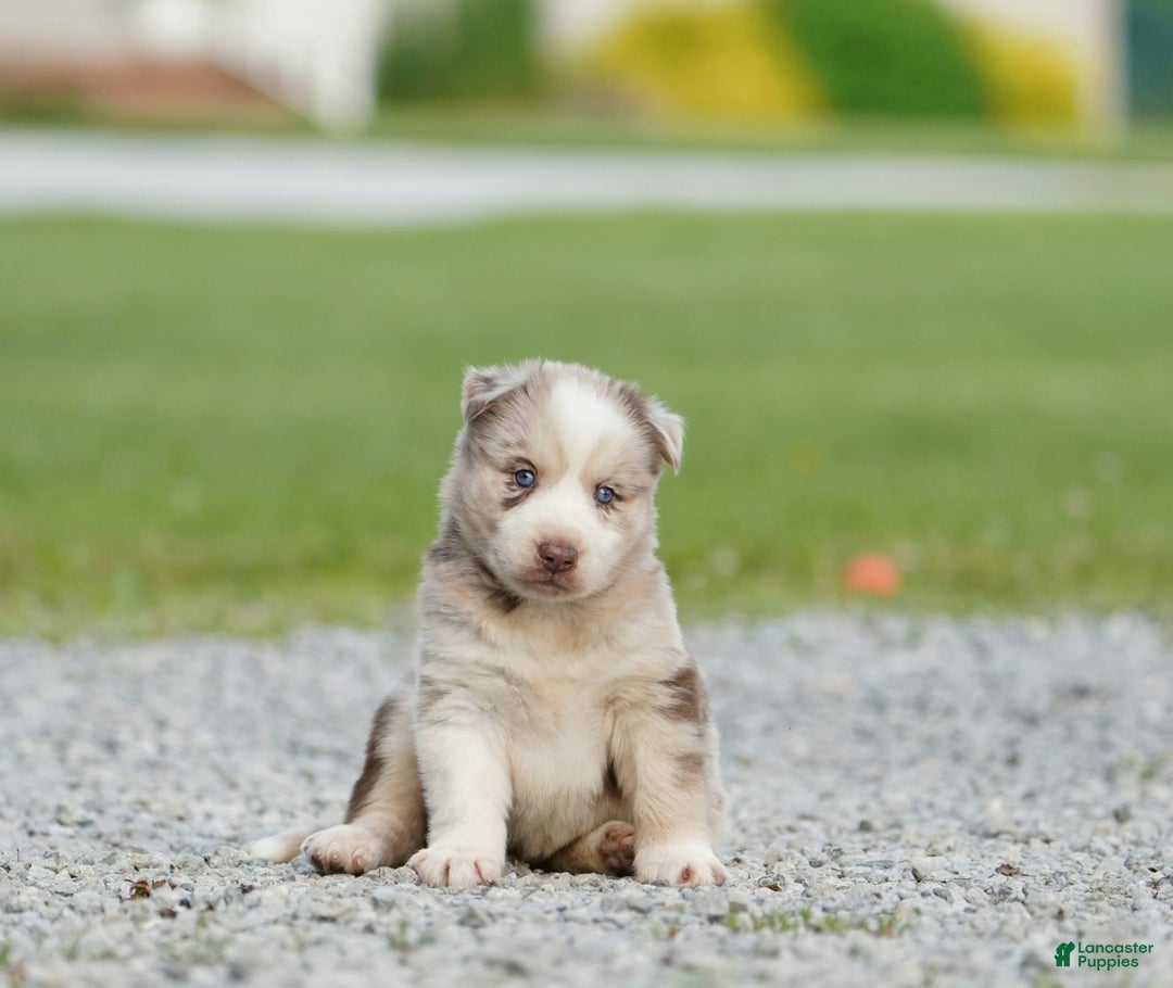 Gerberian Shepsky dogs for sale: Lawson - Image 1