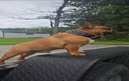 French Bulldog dogs for sale: Raider - Image 38