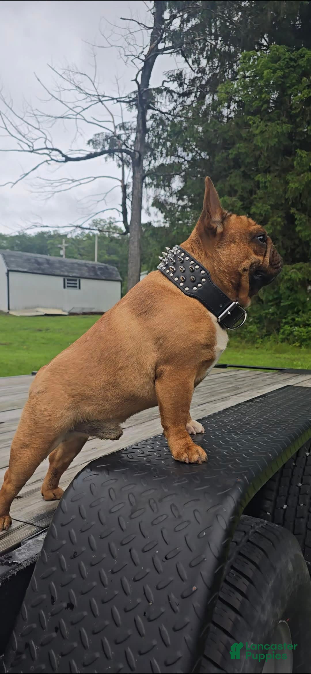 French Bulldog dogs for sale: Raider - Image 38