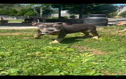 American Bully dogs for sale: Bou - Image 2