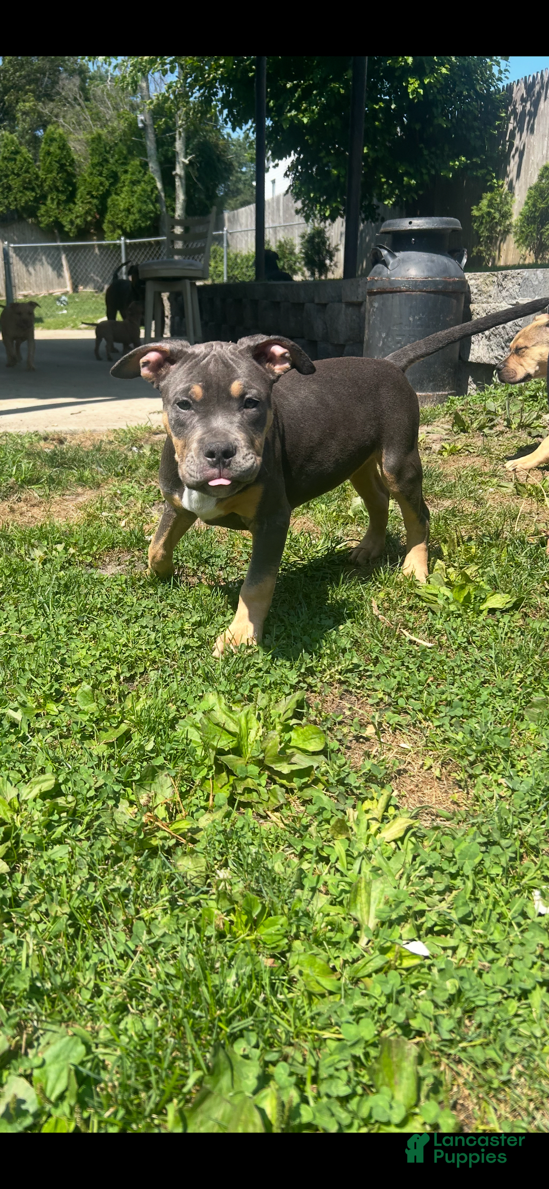 American Bully dogs for sale: Bou - Image 2