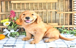 Golden Retriever dogs for sale: Golden Retriever 11 puppies - Image 5