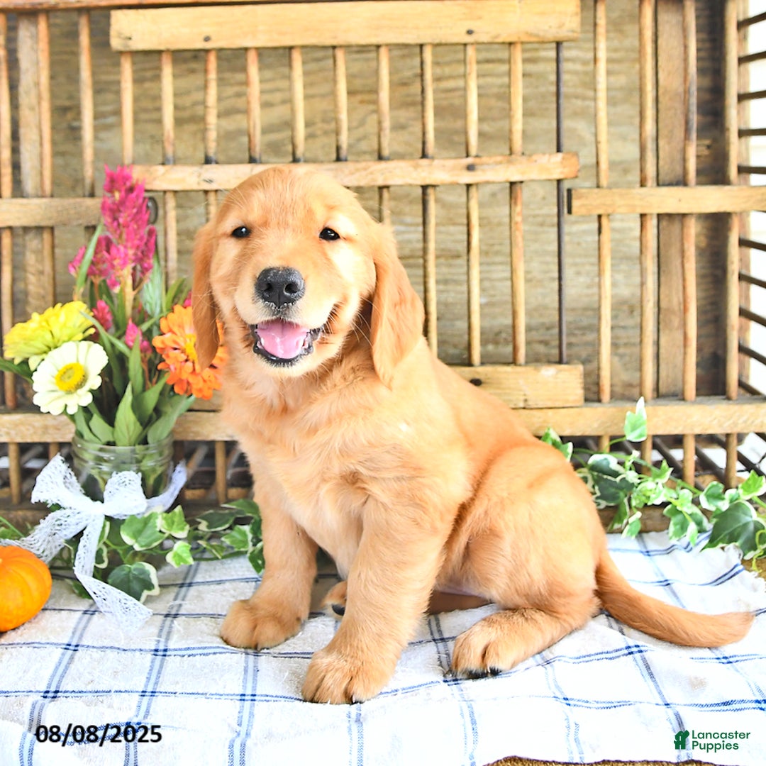 Golden Retriever dogs for sale: Golden Retriever 11 puppies - Image 5