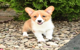 Welsh Corgi Pembroke dogs for sale: Clementine - Image 4