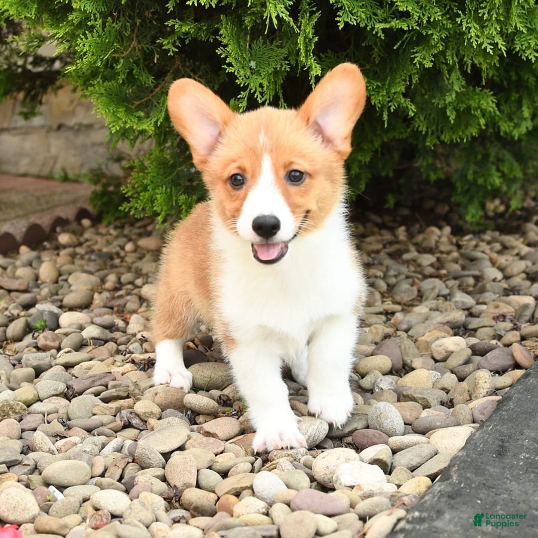 Welsh Corgi Pembroke dogs for sale: Clementine - Image 4