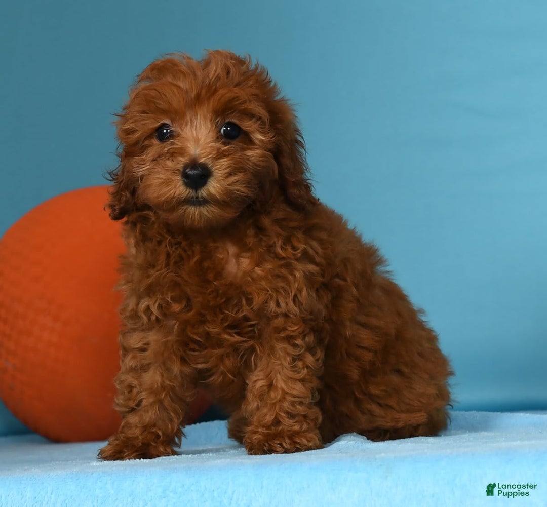 Miniature Poodle dogs for sale: Monty - Image 2