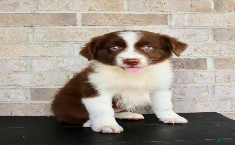 Australian Shepherd dogs for sale - Ad 5