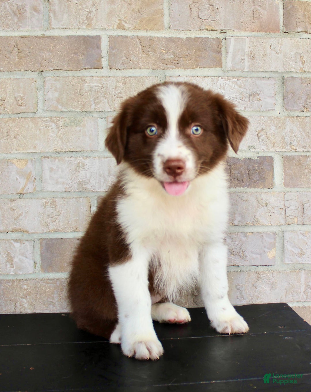 Australian Shepherd dogs for sale: Tonya - Image 1