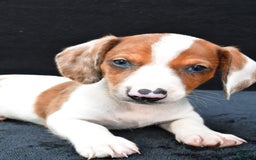 Miniature Dachshund dogs for sale: Jerry - Image 5