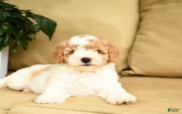 Mini Goldendoodle dogs for sale: Heidi - Image 4