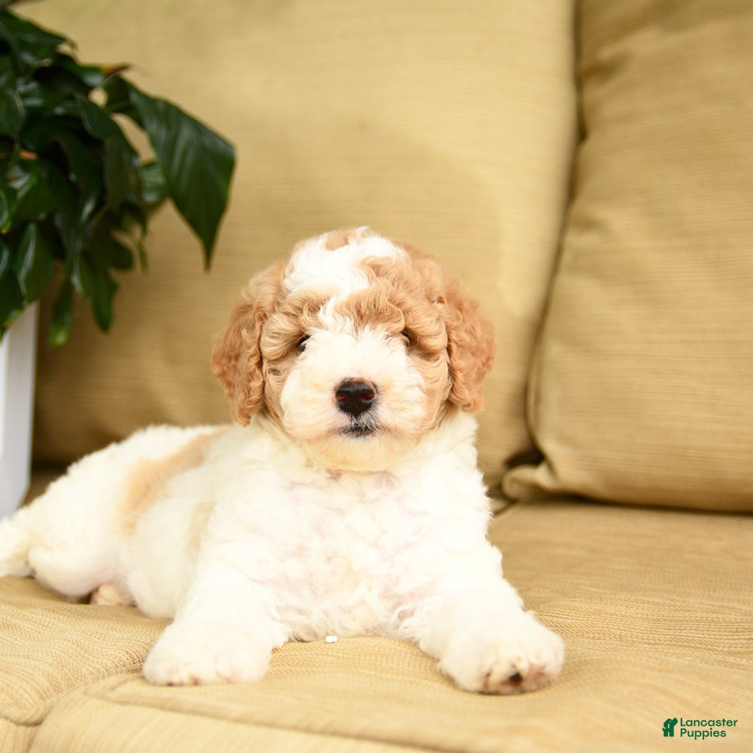 Mini Goldendoodle dogs for sale: Heidi - Image 4