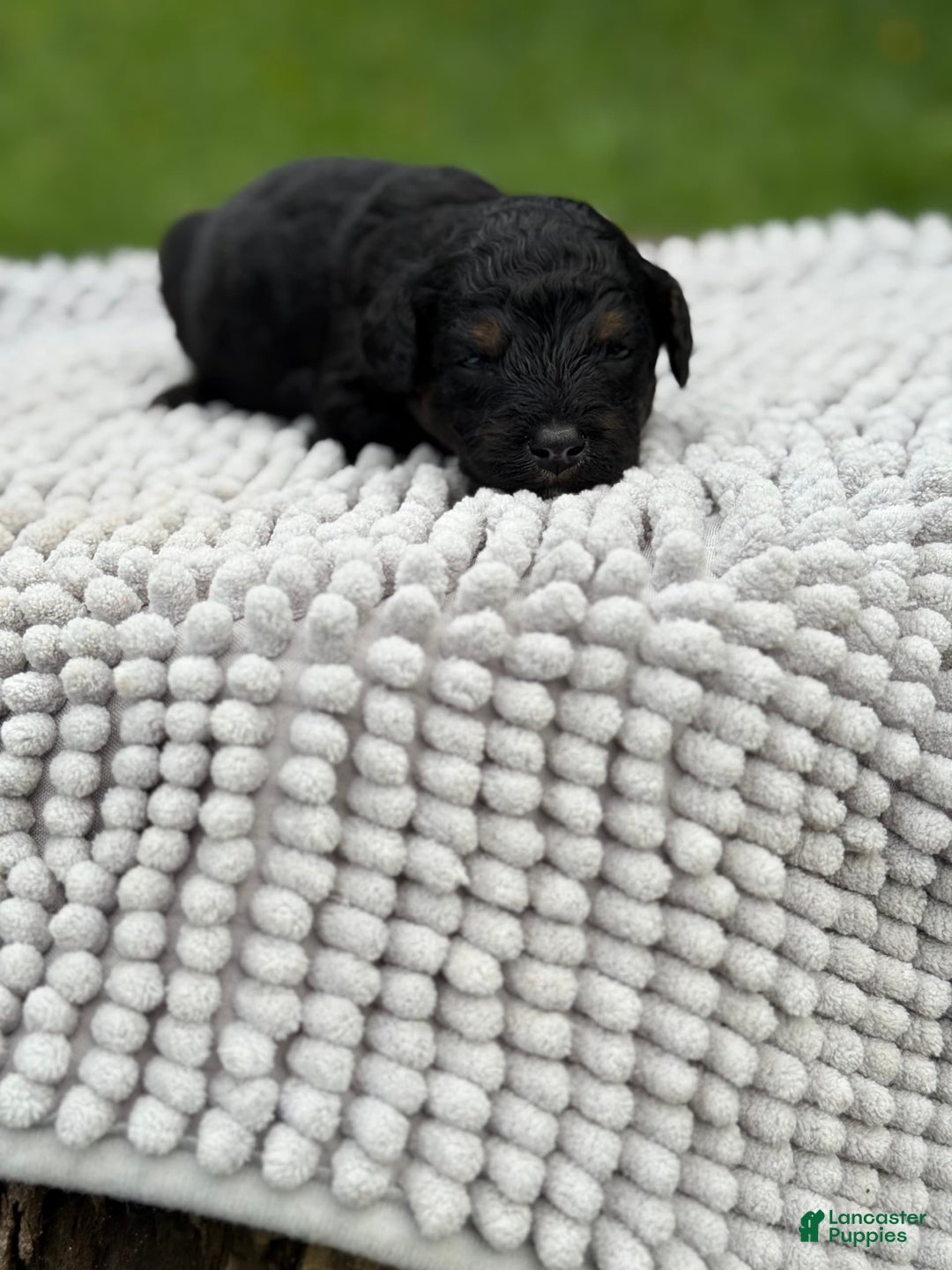 Maltipoo dogs for sale: Hudson - Image 5