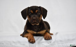Beabull dogs for sale: Indie - Image 1