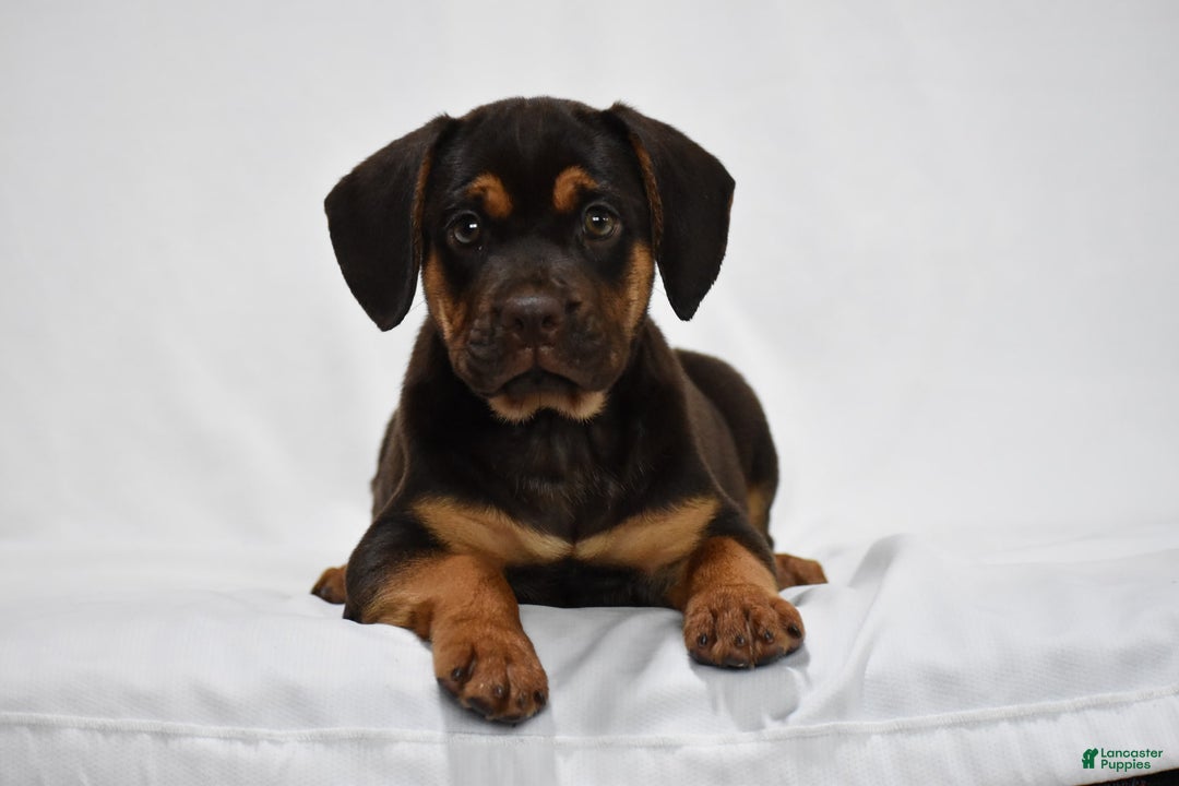 Beabull dogs for sale: Indie - Image 1