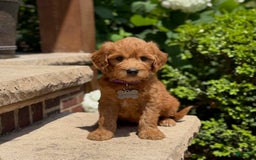 Goldendoodle dogs for sale: Lucy - Image 9