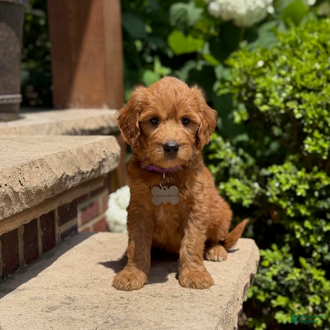 Goldendoodle dogs for sale: Lucy - Image 9