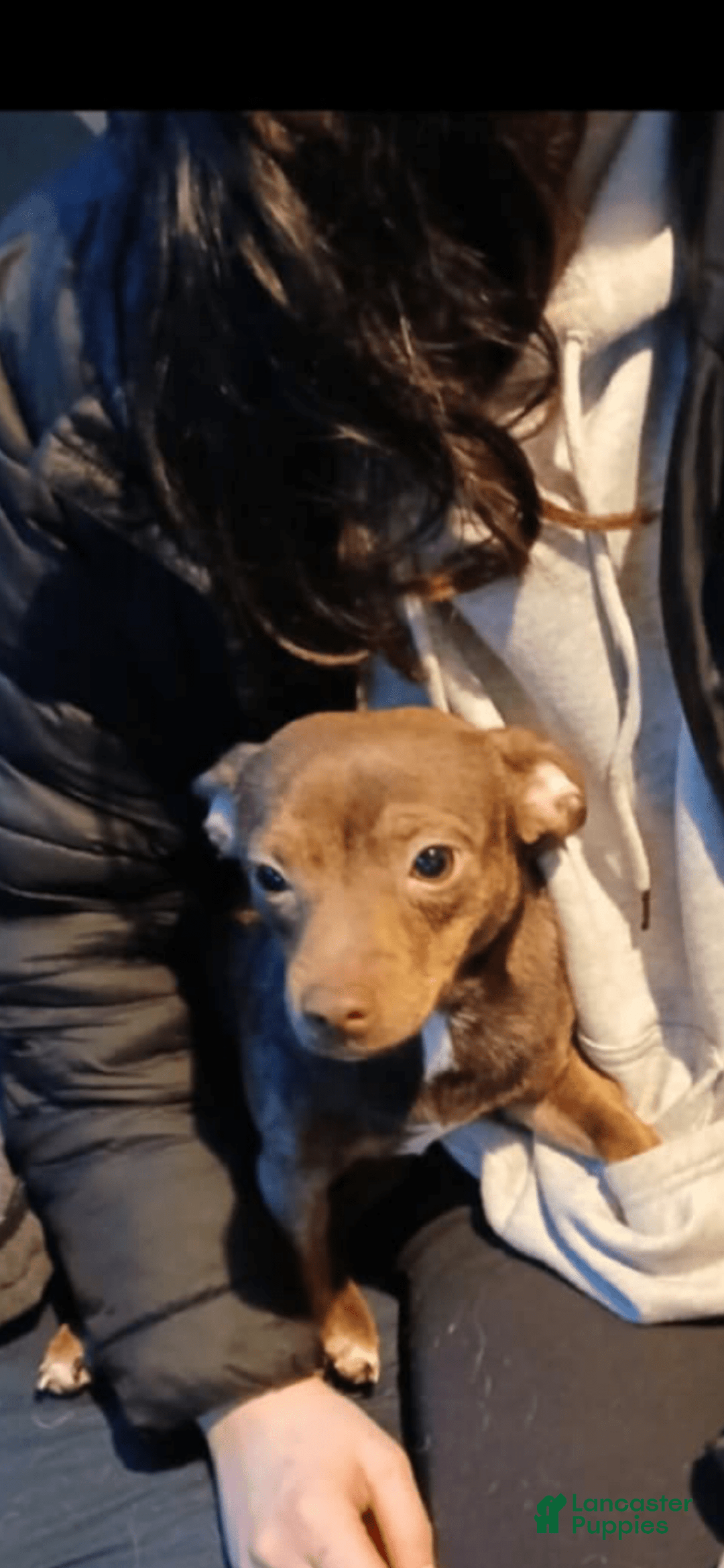 Chihuahua dogs for sale: Scrappy - Image 5