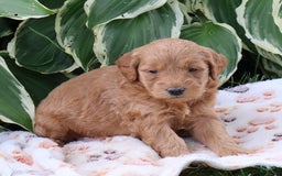 Mini Goldendoodle dogs for sale: Austin - Image 6