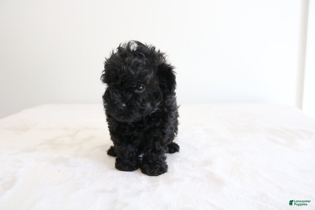 Shihpoo dogs for sale: Layla - Image 12