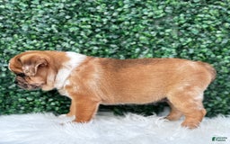 Beabull dogs for sale: Nala - Image 5