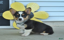 Welsh Corgi Pembroke dogs for sale: Muffin - Image 4