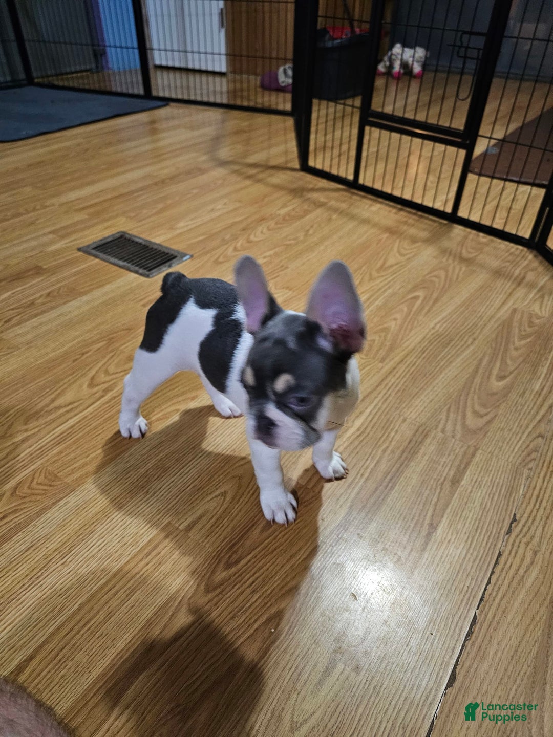 French Bulldog dogs for sale: Luna - Image 9