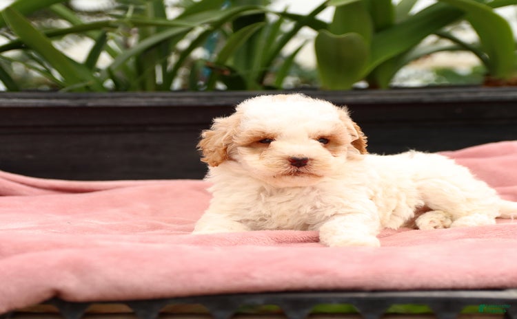Mini Goldendoodle dogs for sale - Ad 3