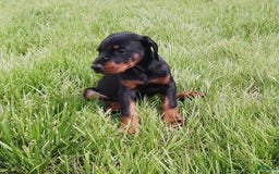Doberman Pinscher dogs for sale: Rosie - Image 1