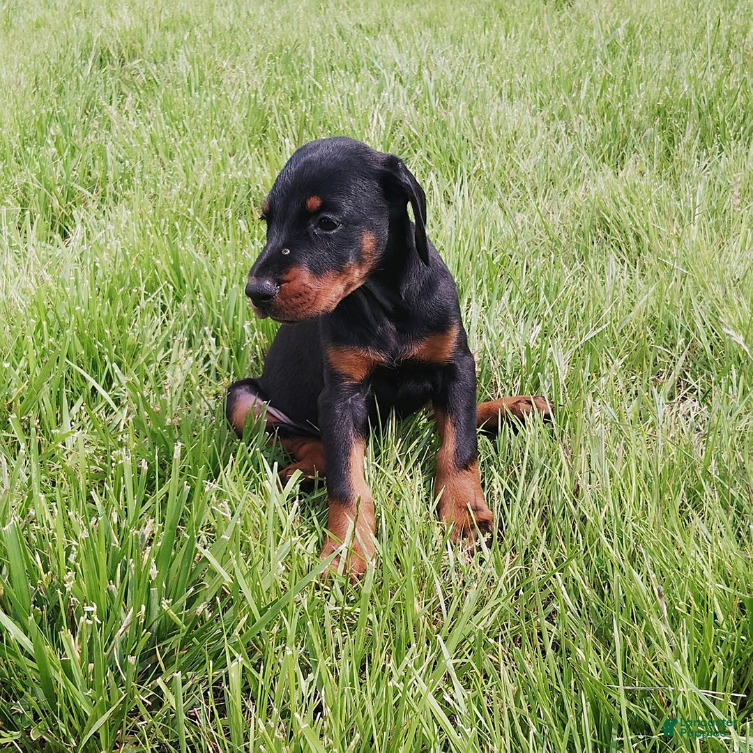 Doberman Pinscher dogs for sale: Rosie - Image 1
