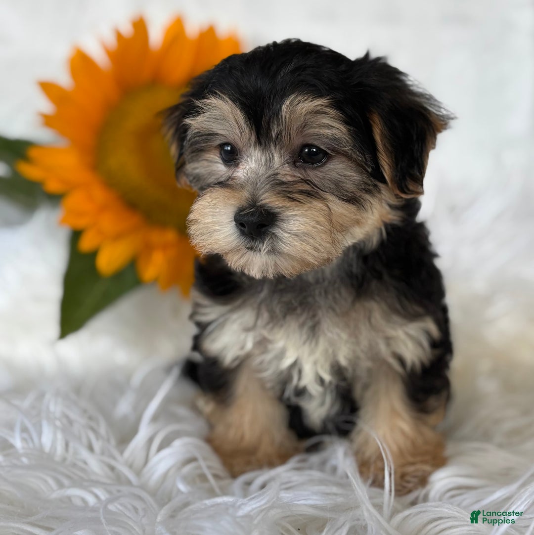 Morkie dogs for sale: LUKE - Image 4